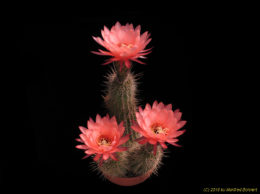 Trichocereus grandiflorus 1992